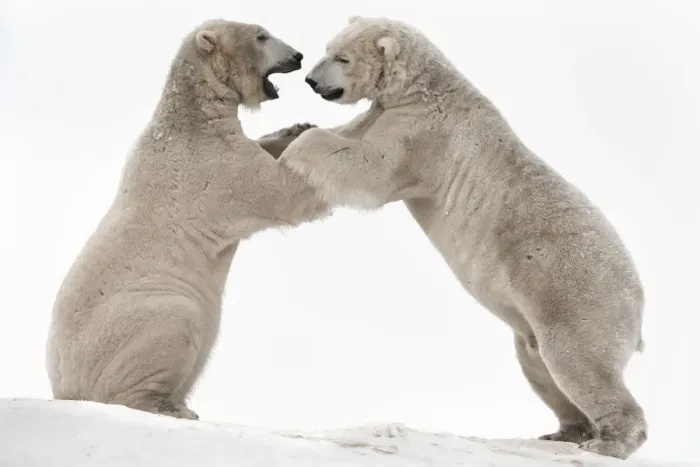 Framed Print : Polar bear (Ursus maritimus) males playfighting, captive, Highland Wildlife Park Framed Print : Polar bear (Ursus maritimus) males playfighting, captive, Highland Wildlife Park