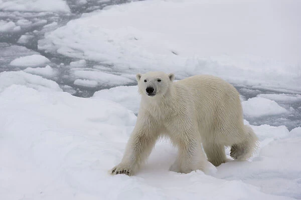 Polar bear (Ursus maritimus), Polar Ice Cap, 81 degrees, north of Spitsbergen, Arctic