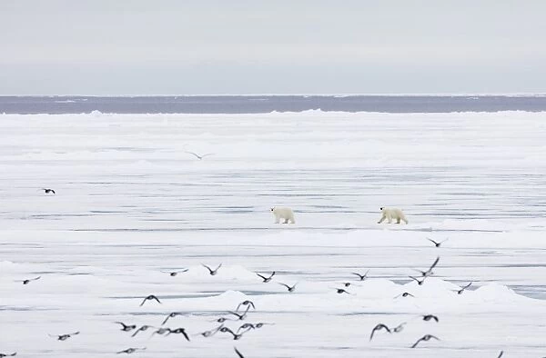 Polar bear (Ursus maritimus), Spitsbergen, Svalbard, Arctic, Norway, Europe