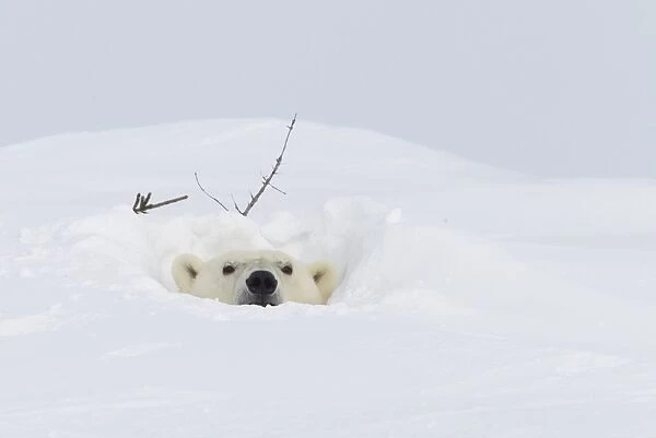 Polar bear (Ursus maritimus), Wapusk National Park, Churchill, Hudson Bay, Manitoba, Canada, North America