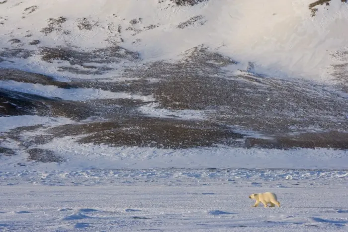 Framed Print : Polar bear walking on the ice, Billefjord, Svalbard, Spitzbergen, Arctic Framed Print : Polar bear walking on the ice, Billefjord, Svalbard, Spitzbergen, Arctic