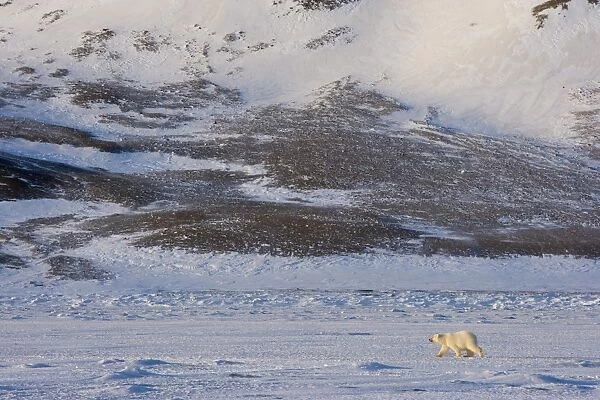 Polar bear walking on the ice, Billefjord, Svalbard, Spitzbergen, Arctic