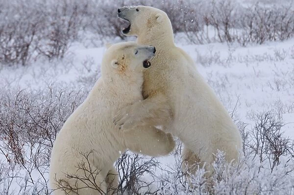 Polar bears sparring, Churchill, Hudson Bay, Manitoba, Canada, North America