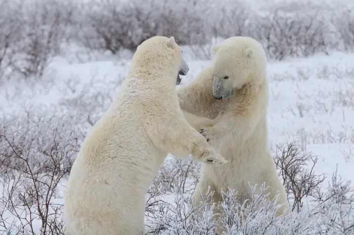 Framed Print : Polar bears sparring, Wapusk National Park, Manitoba, Canada, North America Framed Print : Polar bears sparring, Wapusk National Park, Manitoba, Canada, North America