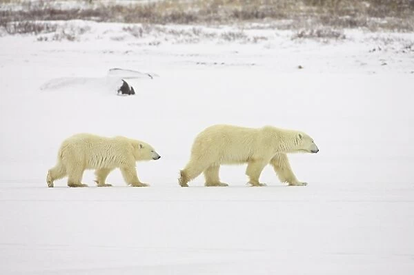 Polar bears (Thalarctos maritimus), mother walking with cub, Churchill
