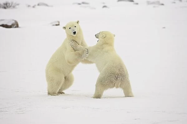 Two polar bears (Thalarctos maritimus) playing, Churchill, Manitoba, Canada