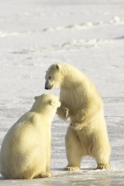 Two polar bears (Thalarctos maritimus) sparring, Churchill, Manitoba, Canada
