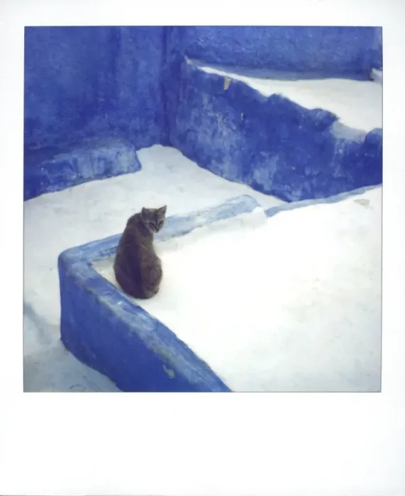 Framed Print : Polaroid of a cat sitting on whitewashed path Framed Print : Polaroid of a cat sitting on whitewashed path