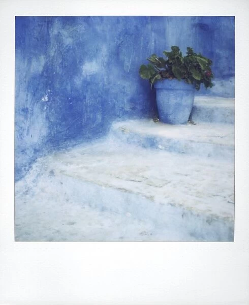 Polaroid of geranium in blue painted plantpot on steps