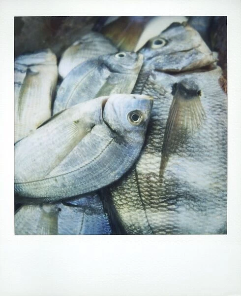 Polaroid image of fish on sale in fish market