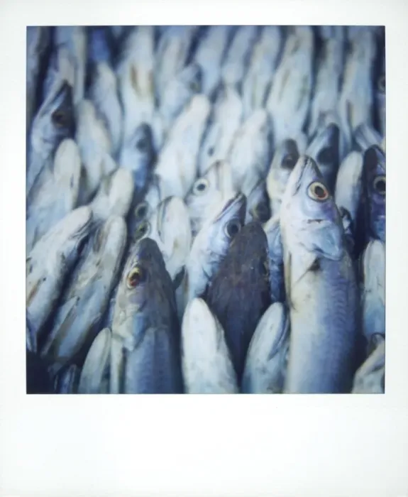 Framed Print : Polaroid image of fish on sale in fish market Framed Print : Polaroid image of fish on sale in fish market