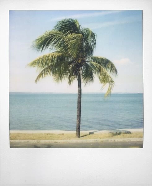 Polaroid of single palm tree with Caribbean Sea in background, Cienfuegos