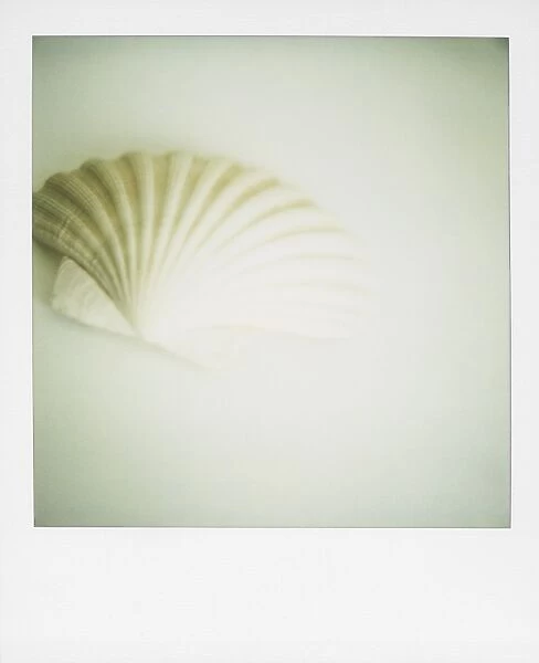 Polaroid of a single seashell