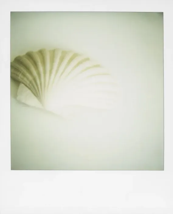 Framed Print : Polaroid of a single seashell Framed Print : Polaroid of a single seashell