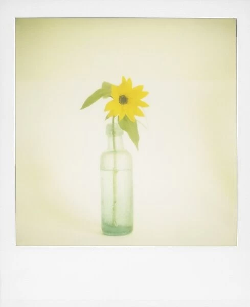 Polaroid of single sunflower in old green glass bottle