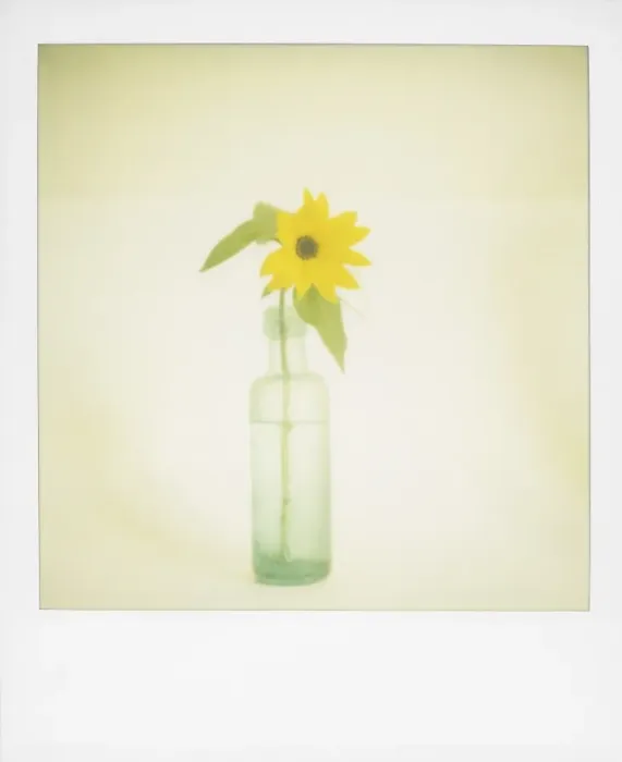 Framed Print : Polaroid of single sunflower in old green glass bottle Framed Print : Polaroid of single sunflower in old green glass bottle