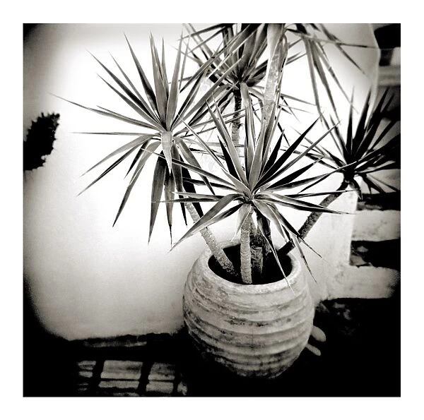 Polaroid of small palm in plantpot