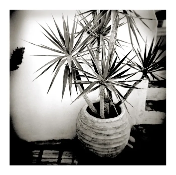 Framed Print : Polaroid of small palm in plantpot Framed Print : Polaroid of small palm in plantpot