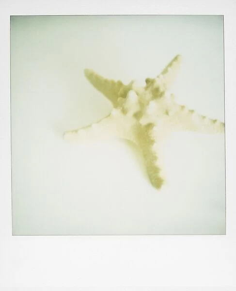 Polaroid of starfish on white background
