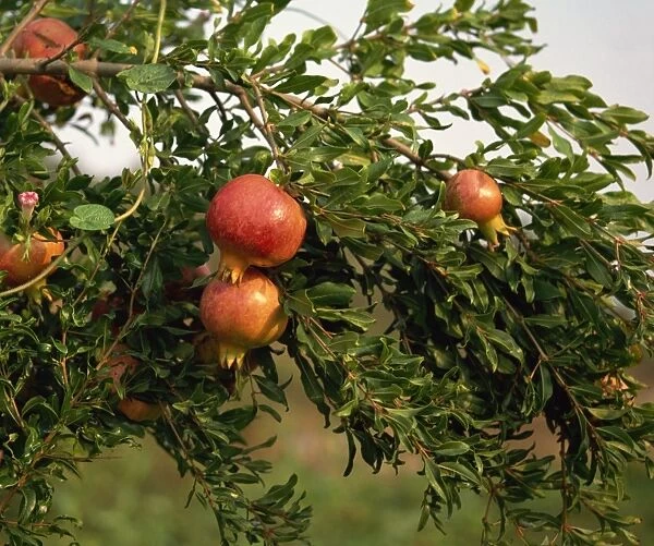 Pomegranates, Cappadocia, Anatolia, Turkey, Asia Minor, Eurasia