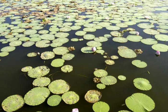 Framed Print : Pond filled with lotus, Tamil Nadu, India, Asia Framed Print : Pond filled with lotus, Tamil Nadu, India, Asia