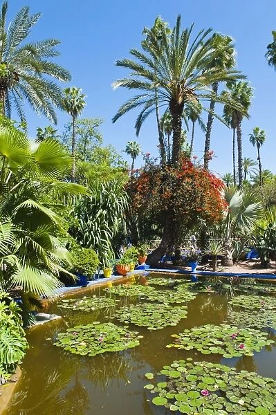 Pond and palm tree, Majorelle Gardens (Gardens of Yves Saint-Laurent), Marrakech, Morocco, North Africa, Africa