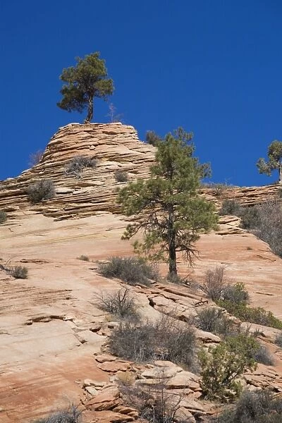 Ponderosa pine tree, Zion National Park in autumn, Utah, United States of America