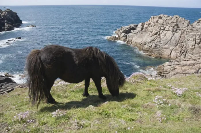 Framed Print : Ponies on Bryher, Isles of Scilly, Cornwall, United Kingdom, Europe