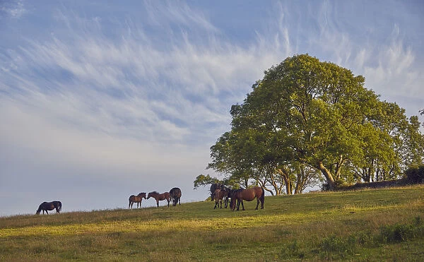 Ponies on farmland with an ash tree in the background, on the edge of the East Okement