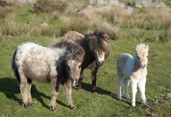 Ponies and foal on Dartmoor, Devon, England, United Kingdom, Europe