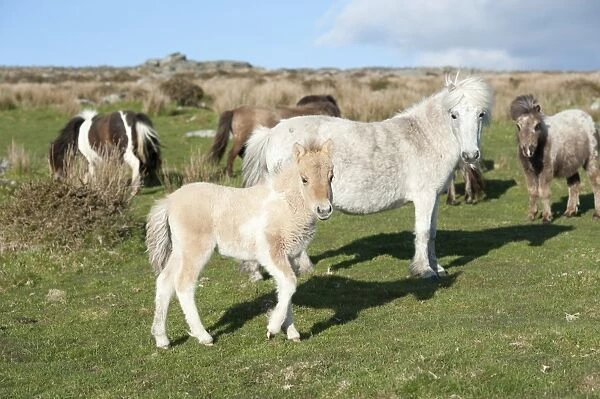 Ponies and foal on Dartmoor, Devon, England, United Kingdom