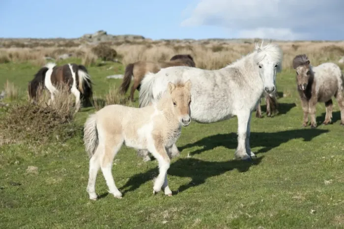 Framed Print : Ponies and foal on Dartmoor, Devon, England, United Kingdom Framed Print : Ponies and foal on Dartmoor, Devon, England, United Kingdom