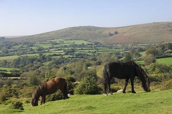 Ponies grazing on Dartmoor, Dartmoor National Park, Devon, England, United Kingdom