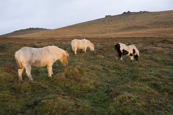 Ponies grazing, tor in background, Dartmoor National Park, Devon, England, United Kingdom