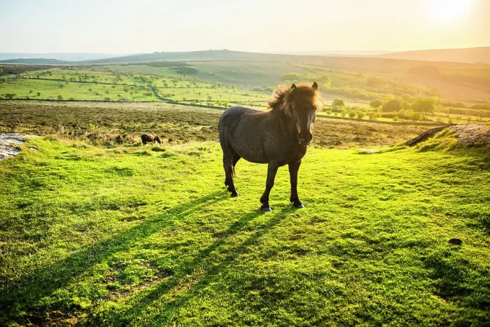 Framed Print : Pony in Dartmoor National Park, Devon, England, United Kingdom, Europe Framed Print : Pony in Dartmoor National Park, Devon, England, United Kingdom, Europe