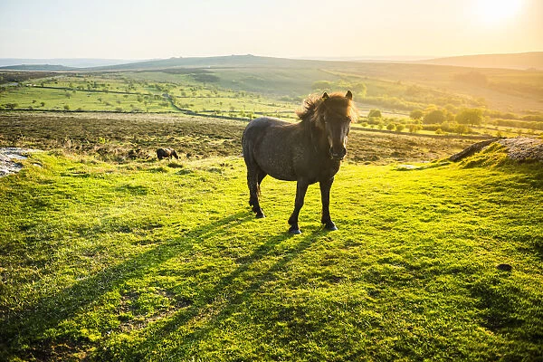 Pony in Dartmoor National Park, Devon, England, United Kingdom, Europe