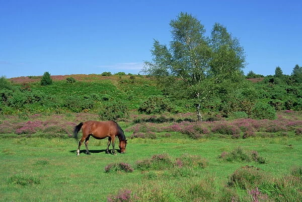 Pony grazing, New Forest, Hampshire, England, United Kingdom, Europe