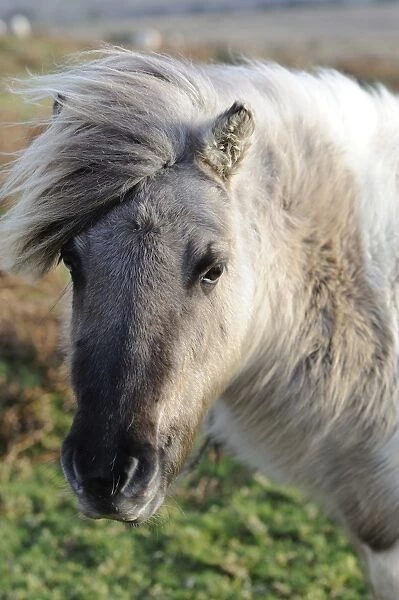 Pony on windy day, Dartmoor, Devon, England, United Kingdom, Europe
