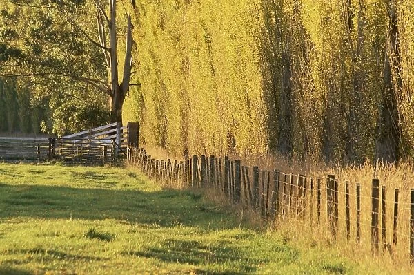 Poplar trees, Marysville, Victoria, Australia, Pacific