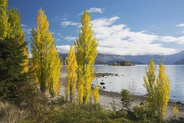 Poplars growing on the shore of Lake Wanaka, autumn, Roys Bay, Wanaka, Queenstown-Lakes district