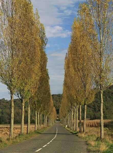 Poplars on both sides of an empty rural road near St. Mont, Les Landes