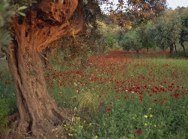 Poppies beneath an old olive tree