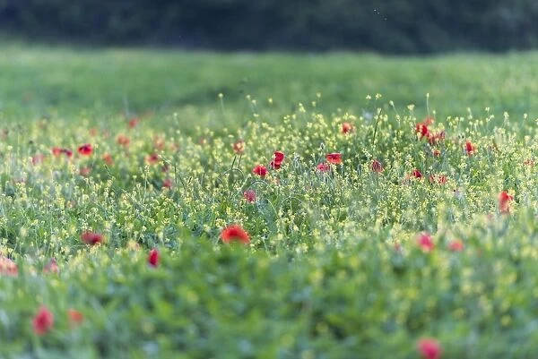 Poppies blooming in the fields, Umbertide, Umbria, Italy, Europe