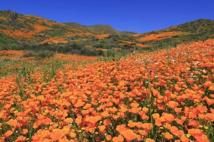 Framed Print : Poppies, Chino Hills State Park, California, United States of America, North America Framed Print : Poppies, Chino Hills State Park, California, United States of America, North America