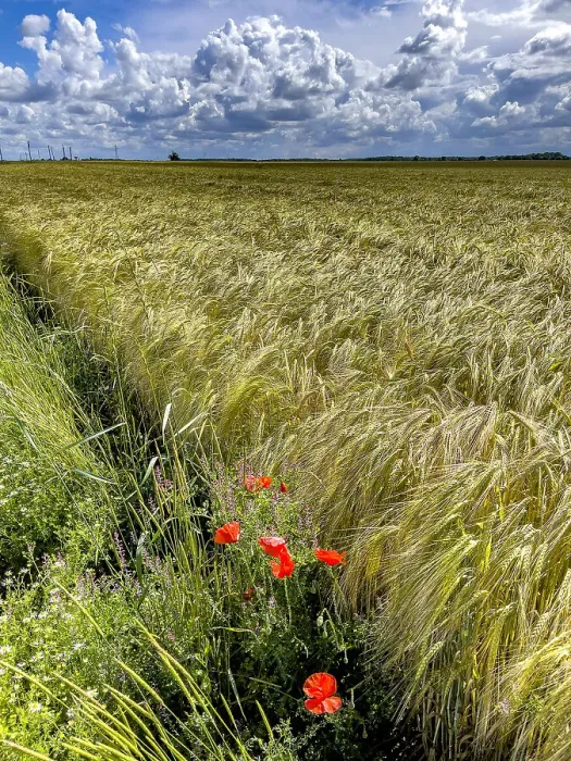 Framed Print : Poppies and field under a cloudy sky in Eure, Normandy, France, Europe Framed Print : Poppies and field under a cloudy sky in Eure, Normandy, France, Europe