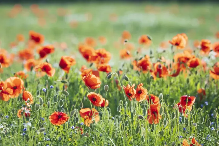 Framed Print : Poppies in a field of Flax near Easingwold, York, North Yorkshire, England Framed Print : Poppies in a field of Flax near Easingwold, York, North Yorkshire, England