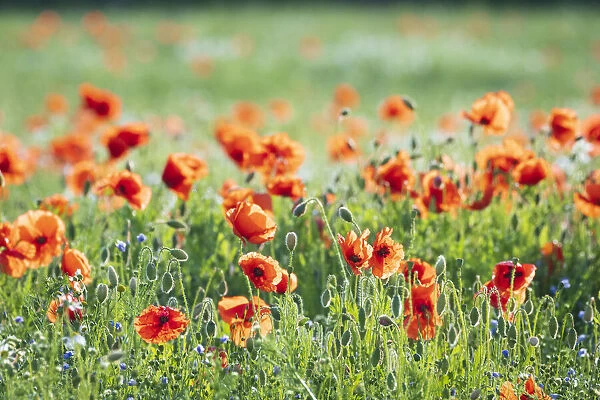 Poppies in a field of Flax near Easingwold, York, North Yorkshire, England