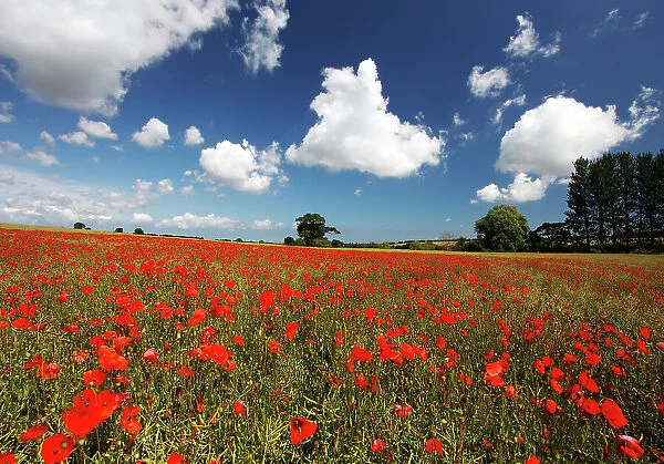 Poppies in field near Binham and Holt, North Norfolk, England, United Kingdom, Europe