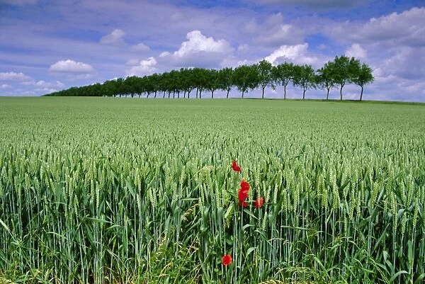 Poppies and field of wheat, Somme, Nord-Picardie (Picardy), France, Europe