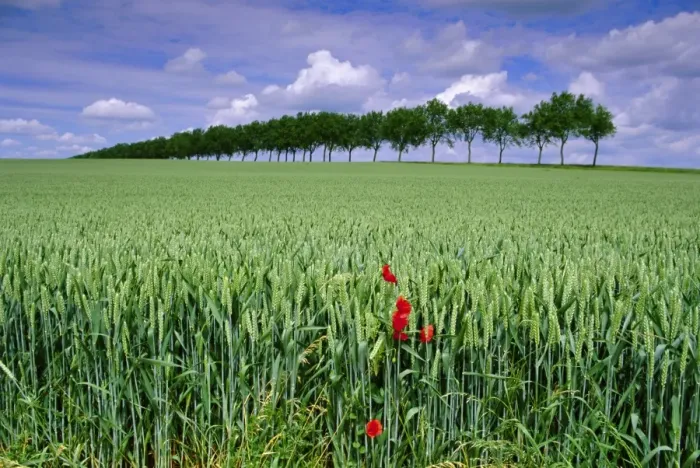 Framed Print : Poppies and field of wheat, Somme, Nord-Picardie (Picardy), France, Europe Framed Print : Poppies and field of wheat, Somme, Nord-Picardie (Picardy), France, Europe